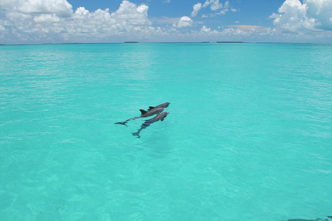 Key West Dolphin Watch and Snorkel Tour - Eco Adventure - Stop 2: Key West National Wildlife Refuge snorkeling in the Gulf backcountry