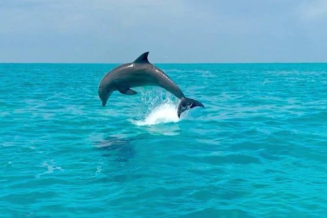 Key West Dolphin Watch and Snorkel Tour - Eco Adventure - Who should book this Key West dolphin and snorkel eco tour