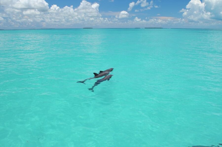Key West: Dolphin Watching and Snorkeling Eco Cruise Tour - Meeting at Fury Watersports: Finding the right kiosk in Key West