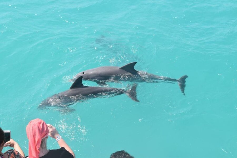 Key West: Dolphin Watching and Snorkeling Sunset Cruise - Dolphin Watching at Cottrell Key: When the Bay Turns Into a Playground