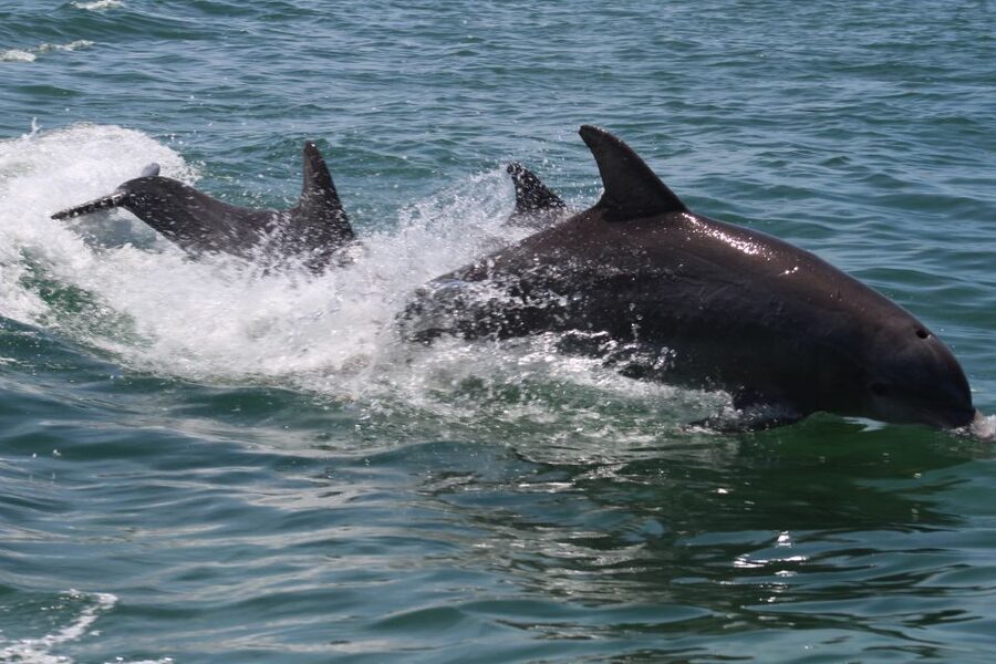 Key West: Dolphin Watching and Snorkeling Sunset Cruise - Where This Cruise Fits Best (And Who Might Want a Different Plan)