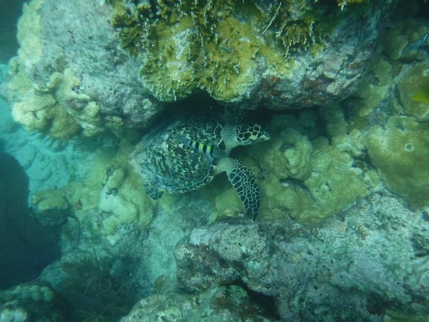Key West: Dolphin Watching and Snorkeling Sunset Cruise - Price and Value: Is $79 Worth It?