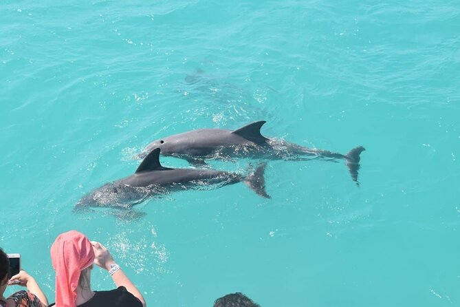 Key West: Dolphin Watching cruise & Snorkeling unlimited beer & soda - Why Morning and Sunset Trips Feel Different