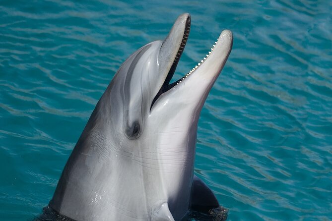Key West: Dolphin Watching cruise & Snorkeling unlimited beer & soda - Group Size, Crew Energy, and How It Feels on the Water