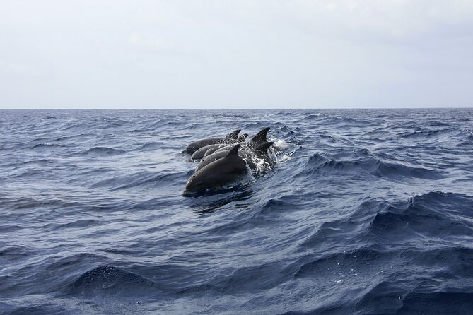 Key West: Dolphin Watching cruise & Snorkeling unlimited beer & soda - Finding Dolphins Close to the Boat (Without Breaking the Rules)
