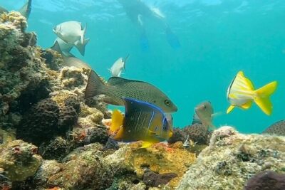 Key West Private Charter: Sandbar and Snorkeling - The Crew’s Wildlife Talk Makes the Reef Easier to Notice