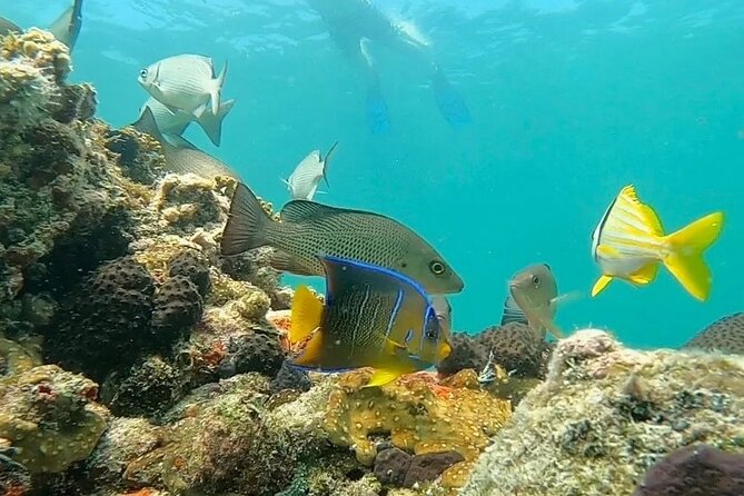 Key West Private Charter: Sandbar and Snorkeling - The Crew’s Wildlife Talk Makes the Reef Easier to Notice