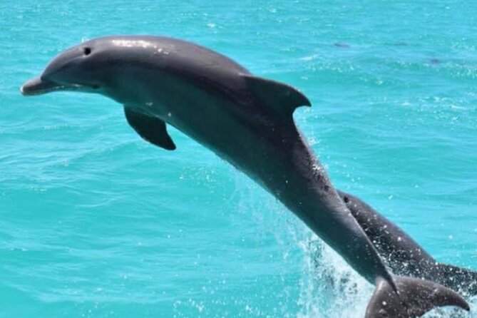 Key West's Favorite Afternoon Dolphin Sail - Getting on the Catamaran: Where You Meet and What to Expect