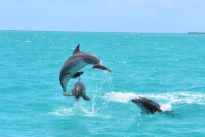 Key West's Favorite Afternoon Dolphin Sail - Historic Seaport to Sunset Key: The Route That Makes Time Feel Short