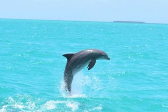 Key West's Favorite Afternoon Dolphin Sail - Who This Dolphin Sail Is Best For