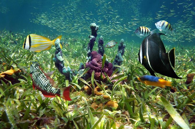 Key West: Snorkel, Sandbar & Dolphin Excursion - Key Highlights You’ll Care About