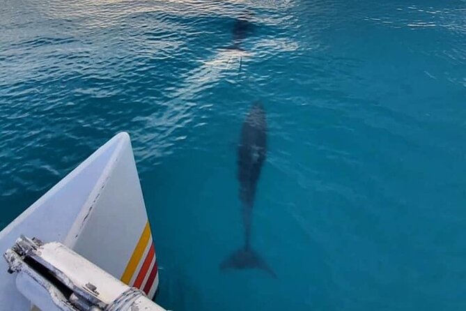 Key West Sunset Sail: Dolphin Watching, Wine, and Tapas - Why this Key West sunset sail feels like a smart pick