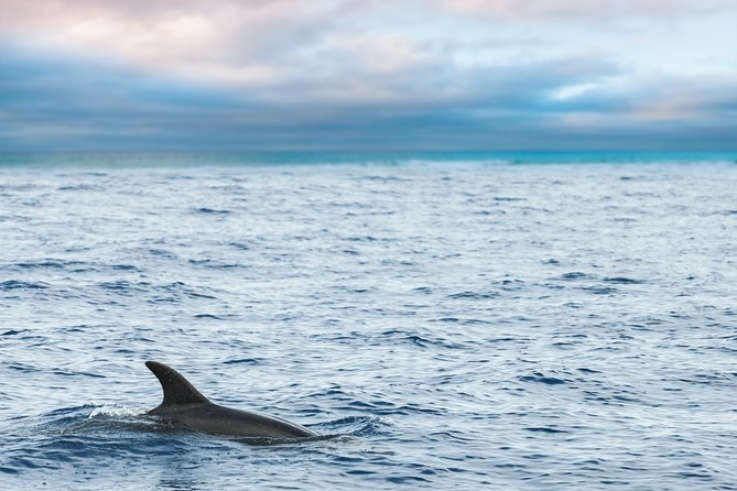 Key West Sunset Sail: Dolphin Watching, Wine, and Tapas - Dolphin watching: good odds, but it’s still nature