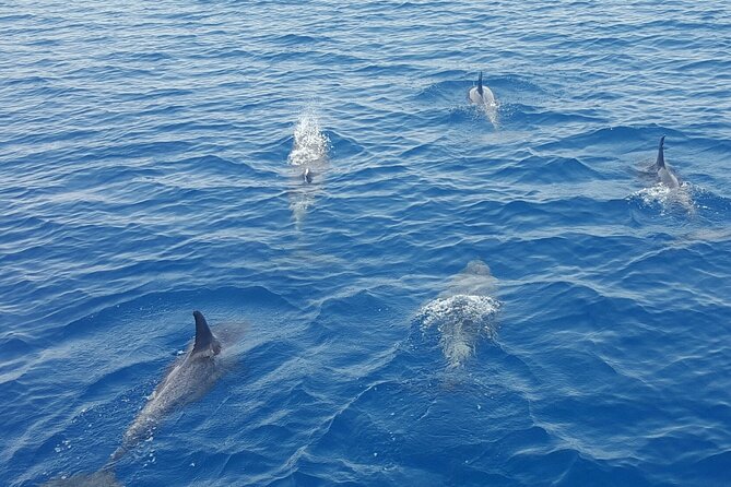 Key West Sunset Sail: Dolphin Watching, Wine, and Tapas - Who this sail suits best