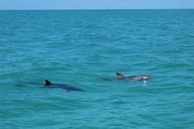 Key West Tours from Miami: Dolphin Discovery, Snorkeling & More ! - The Florida Keys coral reef context: why snorkeling here feels special