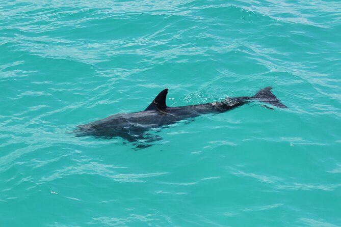 Key West Tours from Miami: Dolphin Discovery, Snorkeling & More ! - Jet ski practical notes: the Sea-Doo GTS glove box issue