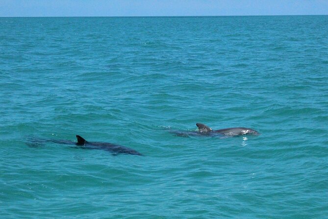 Key West Tours from Miami: Dolphin Discovery, Snorkeling & More ! - The Florida Keys coral reef context: why snorkeling here feels special