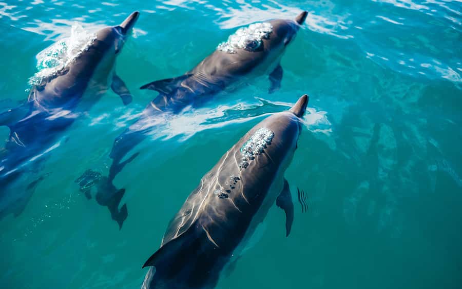 Khasab: Dolphin Watching Day Tour with Snorkeling & Lunch - Khor Ash Sham: The Fjord You’re Actually Here For