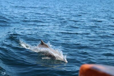 Khasab: Half-Day Dhow Cruise, Dolphin Watching, & Snorkeling - Pickup, Safety Briefing, and the Route to the Boat