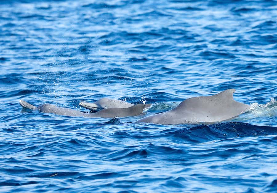 Khasab: Half-Day Dhow Cruise with Dolphin Watching - Price check: is $37 worth it for Musandam fjords?