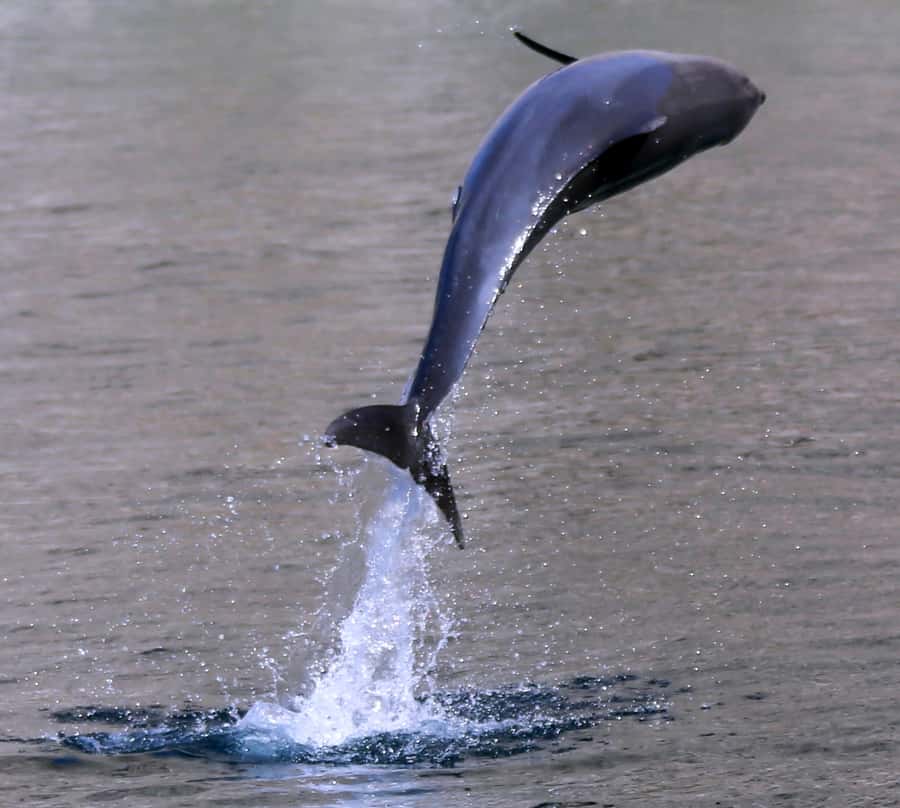 Khasab: Half-Day Dhow Cruise with Dolphin Watching - Who should book this cruise (and who shouldn’t)