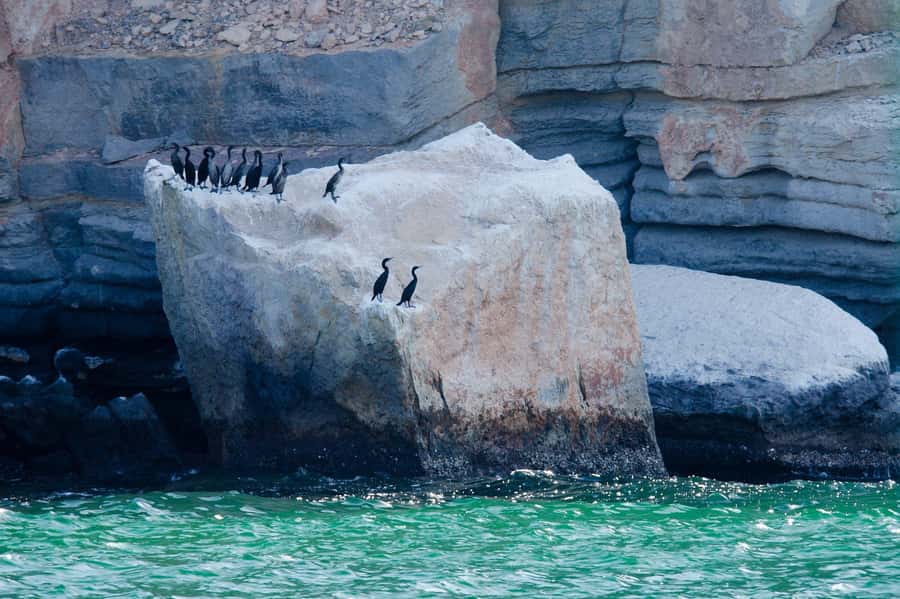 Khasab Musandam |Telegraph Island |Dhow Cruise | Dolphins - Should You Book Khasab Musandam Telegraph Island Cruise?