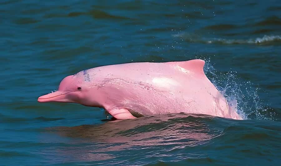 Koh Samui: Pink Dolphin, Pig Island, and Snorkeling Day Trip - Key things to know before you go