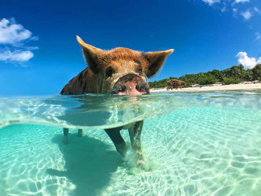Koh Samui: Pink Dolphin, Pig Island, and Snorkeling Day Trip - Speedboat day-trip energy from Koh Samui, minus the chaos