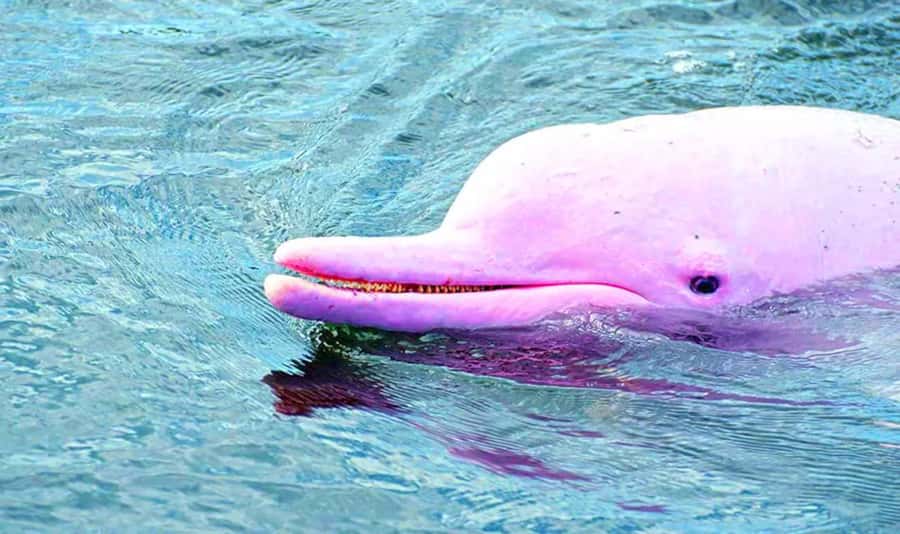 Koh Samui: Pink Dolphin, Pig Island, and Snorkeling Day Trip - Koh Tan snorkeling: beautiful reef time, with a reality check on visibility