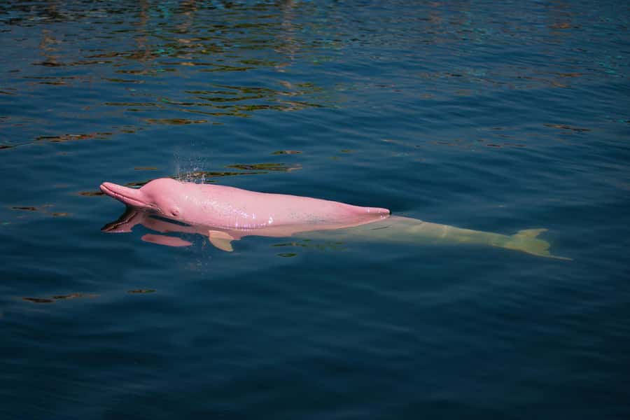 Koh Samui: Pink Dolphin, Pig Island, and Snorkeling Day Trip - A practical packing checklist that actually helps