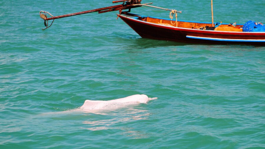 Koh Samui Pink Dolphin Sightseeing and Snorkelling Tour - Key Points You’ll Care About Before Booking