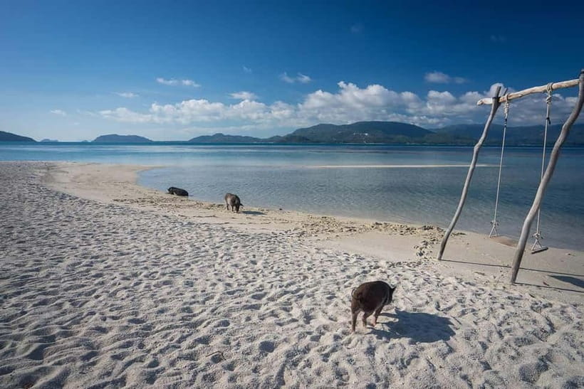 Koh Samui Pink Dolphin Sightseeing and Snorkelling Tour - What This Tour Promises: Pink Dolphins and Reef Snorkeling