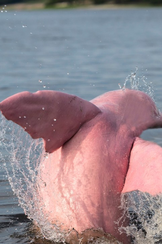 Koh Samui Pink Dolphin Sightseeing and Snorkelling Tour - The Value Check: Is About $78 a Good Deal?