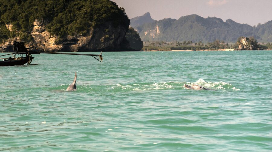 Koh Samui Pink Dolphin Sightseeing and Snorkelling Tour - Quick Tips Before You Go