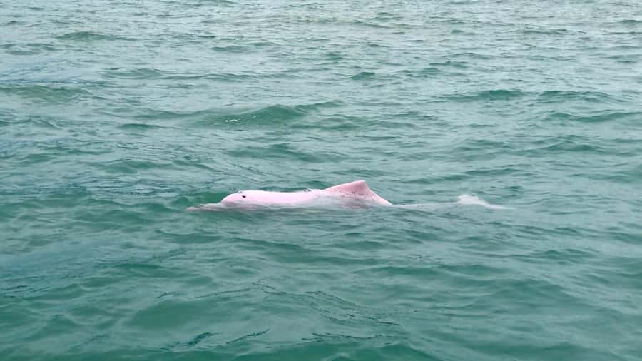 Koh Samui: Pink Dolphin Spotting & Pig Island Speedboat Tour - Comfort, Group Size, and Safety: Read This Before You Go