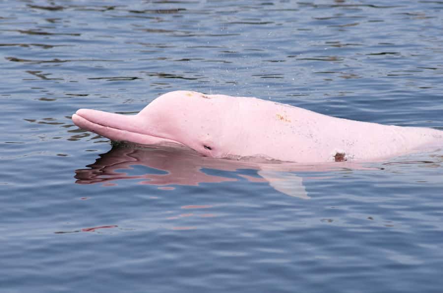 Koh Samui: Pink Dolphin Spotting & Pig Island Speedboat Tour - Getting There: Pickup Windows, Piers, and a Smooth Start