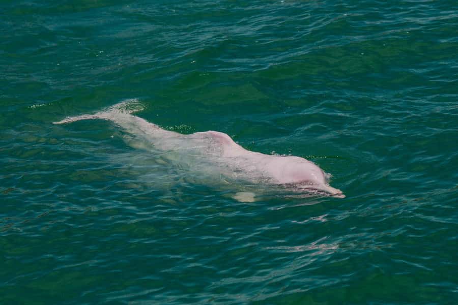 Koh Samui: Pink Dolphin Spotting & Pig Island Speedboat Tour - The Pink Dolphin Search: What You Can (and Can’t) Control