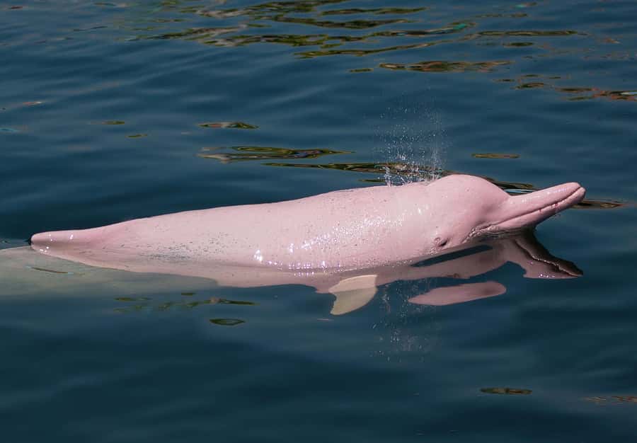 Koh Samui: Pink Dolphin Spotting & Pig Island Speedboat Tour - Tan Island and Ko Taen: Snorkeling a Reef Full of Coral Life