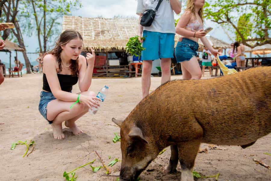 Koh Samui: Pink Dolphin Spotting & Pig Island Speedboat Tour - Pig Island: Wild Boars, Big Personalities, and Great Photos