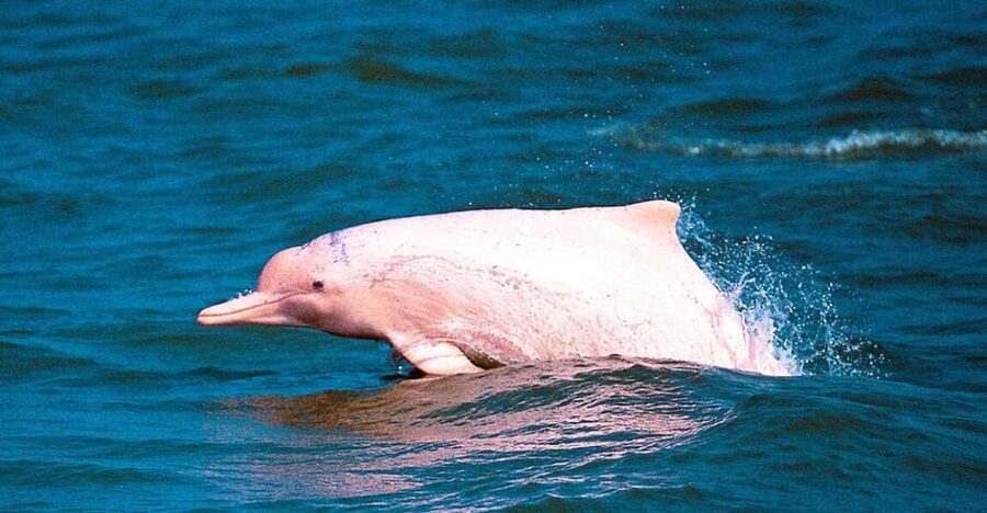 Koh Samui: Pink Dolphin Spotting & Pig Island Speedboat Tour - Ko Madsum Walks and More Water Time