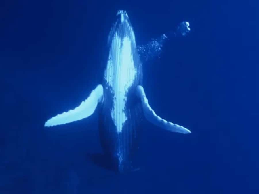 Kona: Dolphin & Whale Watching Tour - Key points before you go