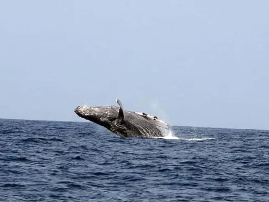 Kona: Dolphin & Whale Watching Tour - From Keauhou Shopping Center to Keauhou Bay: Getting on the Water