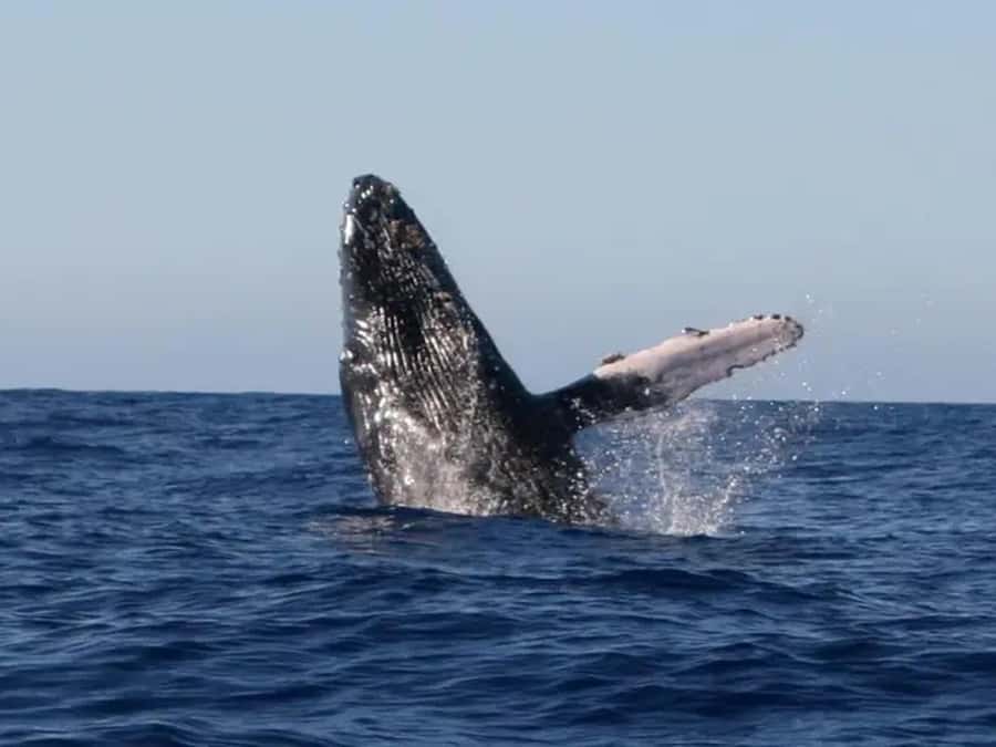Kona: Dolphin & Whale Watching Tour - Captain Narration and the Onboard Program: Learning Without Snorkeling