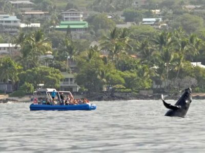 Kona: Dolphin & Whale Watching Tour - What You’ll See: Spinner Dolphins, Seasonal Humpbacks, and Other Wildlife