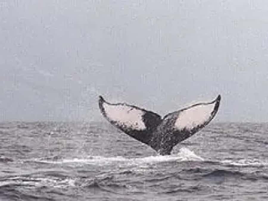 Kona: Dolphin & Whale Watching Tour - Timing, Whale-Watching Odds, and What Happens if Plans Change