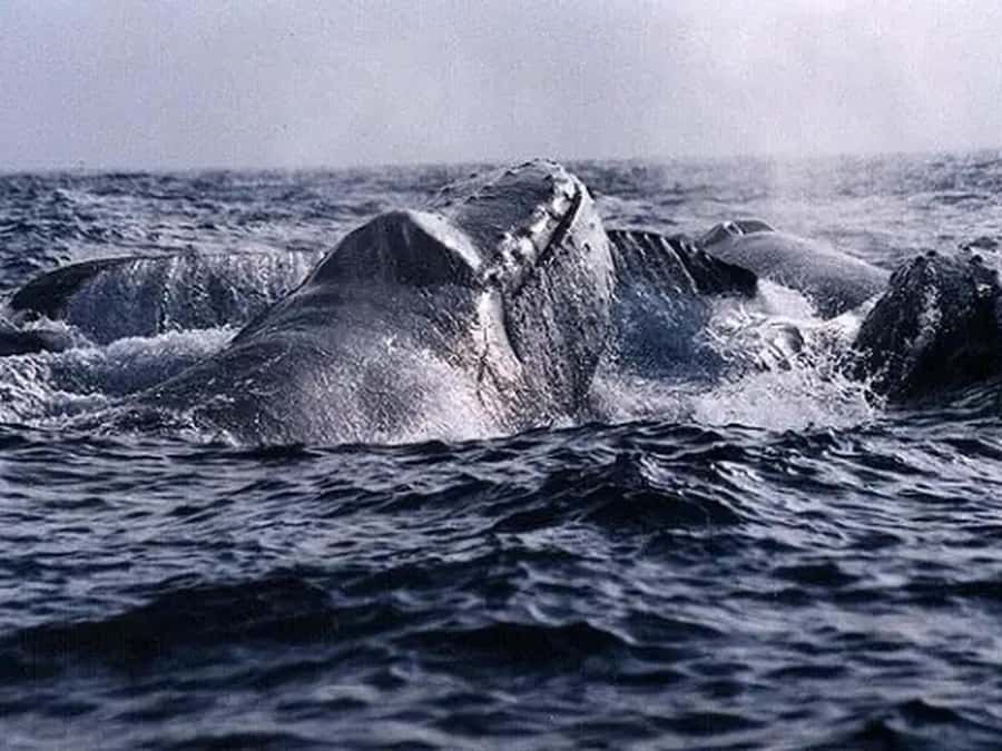 Kona: Dolphin & Whale Watching Tour - Who Should Book This Kona Dolphin and Whale Tour