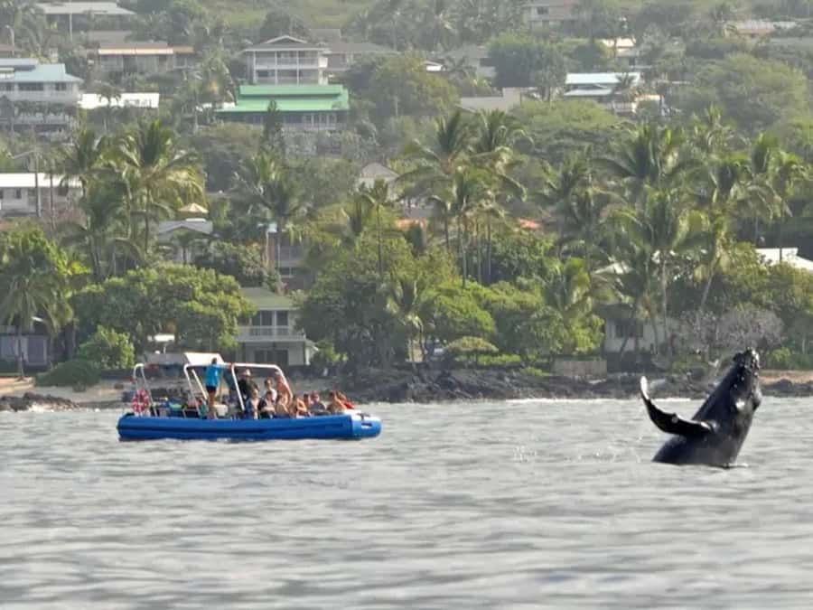 Kona: Dolphin & Whale Watching Tour - What You’ll See: Spinner Dolphins, Seasonal Humpbacks, and Other Wildlife