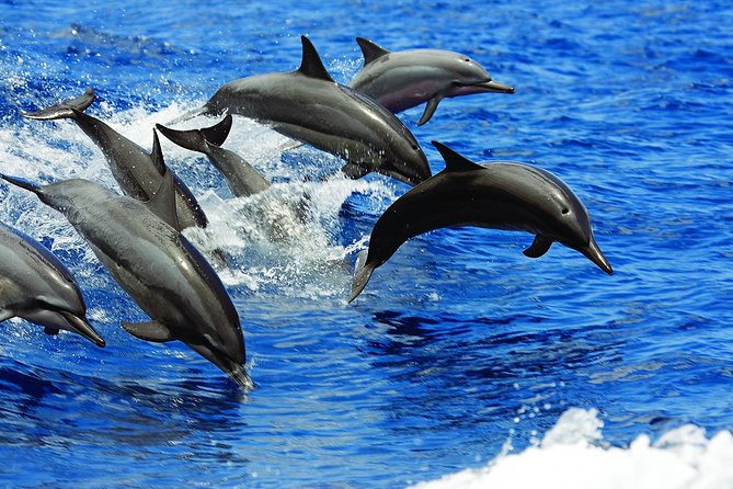 Kona Luxury Catamaran Yacht Snorkel & Sail - Wildlife moments: turtles, dolphins, and whales with Dolphin SMART rules