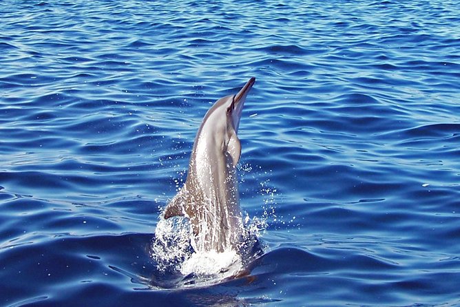 Kona Shore Excursion: Wild Dolphin Reefs Snorkel and Sea Caves - Zodiac rides to Kealakekua Bay: what the boat trip gives you
