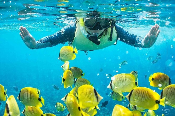 Kona Shore Excursion: Wild Dolphin Reefs Snorkel and Sea Caves - Captain Cook Monument snorkeling: coral, turtles, and that classic Kealakekua Bay feel
